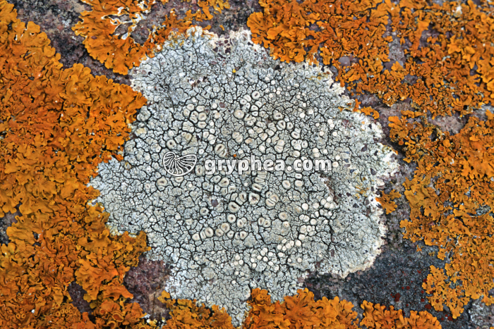 Lichens sur rocher - gryphea.org